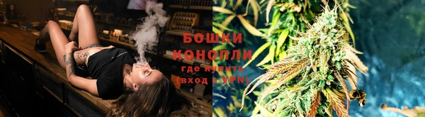 прущие грибы Аркадак